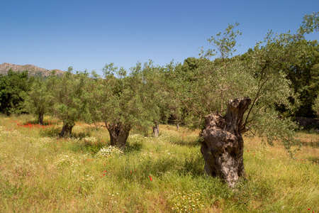 Old olive trees on bars, dry soil. Behind dense green vegetation with more trees. A mountain range stretches out on the horizonの写真素材