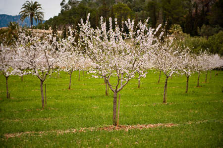 Blossoming young almond trees on green grass in front of a wooded hillside. A palm tree can be seen in the background.の写真素材