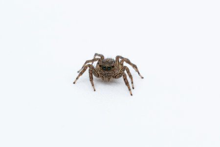 House spider close up