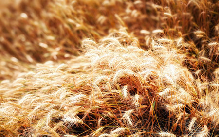 Wheatの写真素材