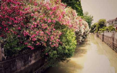 tree beside the riverの写真素材