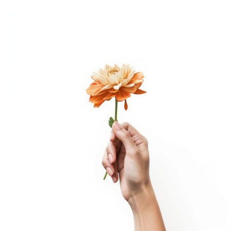 Woman hand holding orange flower isolated on white background. Flat lay, top viewの素材