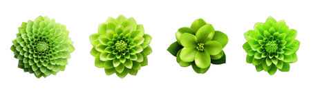 Set of green succulents isolated on white background. Vector illustration.の素材