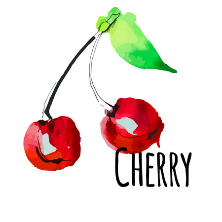 Vector illustration watercolor style cherry on white colorのイラスト素材