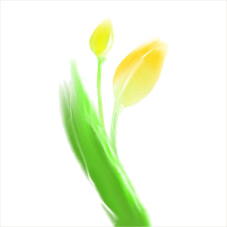 Vector illustration yellow tulip in watercolor styleのイラスト素材