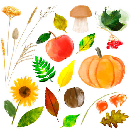 Set of autumn watercolor elements: pumpkin, apple, mushroom, viburnum, spikelets, leaves, sunflower, walnut isolated on whiteの写真素材