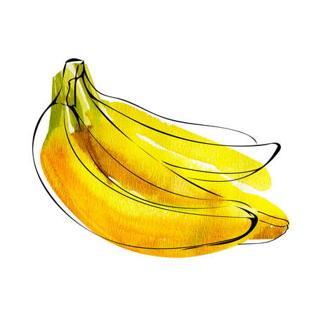 Watercolor illustration of bananas with ink line isolated on whiteの写真素材