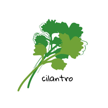 Cilantro illustration on white backgroundのイラスト素材
