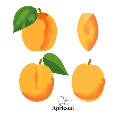Set of apricot illustration isolated on white backgroundのイラスト素材
