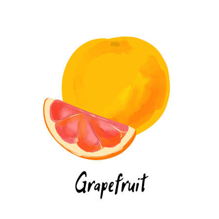 Illustration of grapefruit with slice in a watercolor styleのイラスト素材