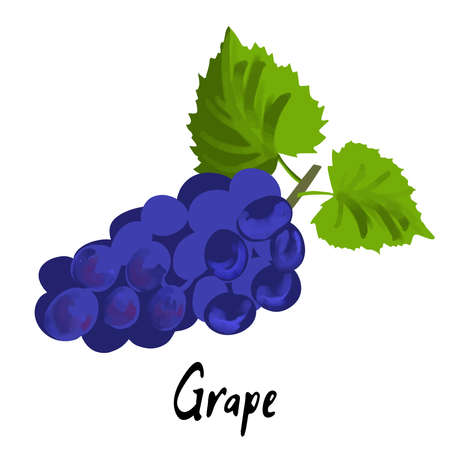 Illustration of blue grapes isolated on white backgroundのイラスト素材