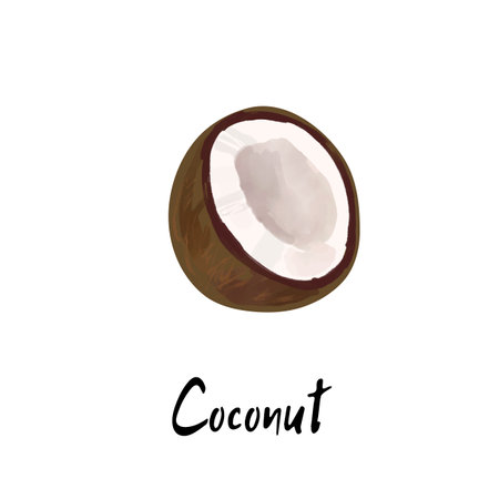 Illustration of a coconut isolated on a white backgroundのイラスト素材