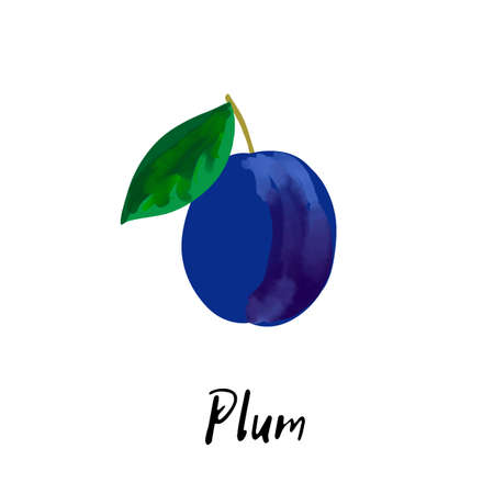 Illustration of a blue plum isolated on a white backgroundのイラスト素材
