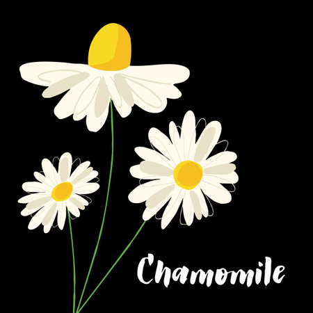 Herbal chamomile illustration isolated on black backgroundの写真素材