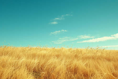 Yellow Wheat Field Under in Ukrainian National flag color blue and yellow.の素材