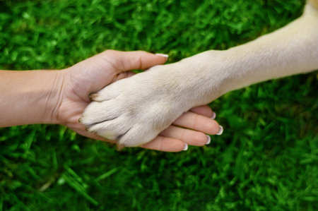 Labrador paw on a girls hand on a background of green grass