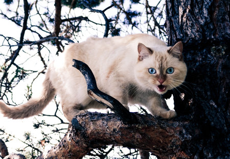 Wild white cat on a tree branch
