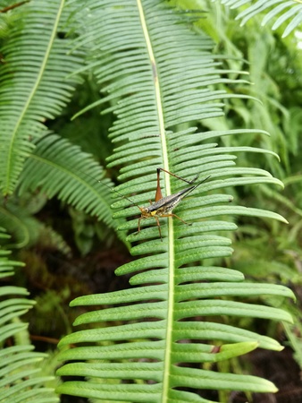A lonely cricket in the green fern leafの素材