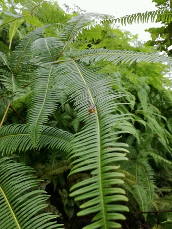 A bush of fern with a cricketの素材