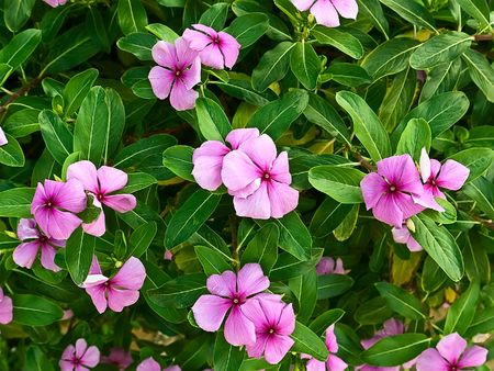 Violet flowers の写真素材