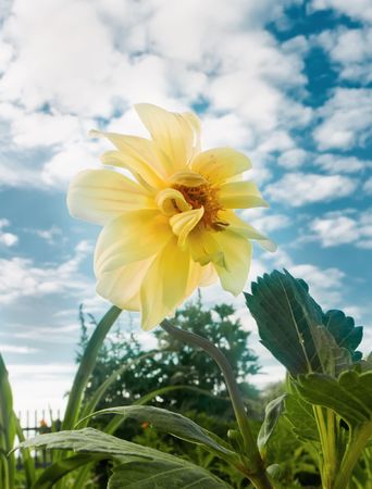 Yellow flower close up on a background cloudy sky の写真素材