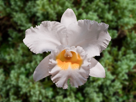 White Orchidの写真素材