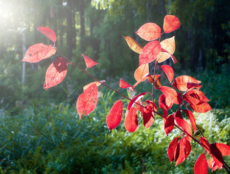 Red leaves on a background of green vegetation