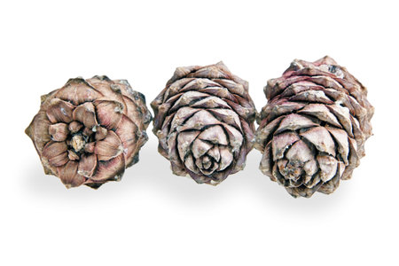 Cedar conesの写真素材