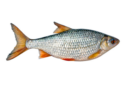 Fresh fish