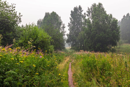 Flowering meadow