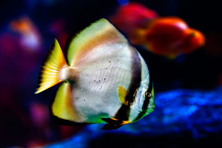 Butterflyfish