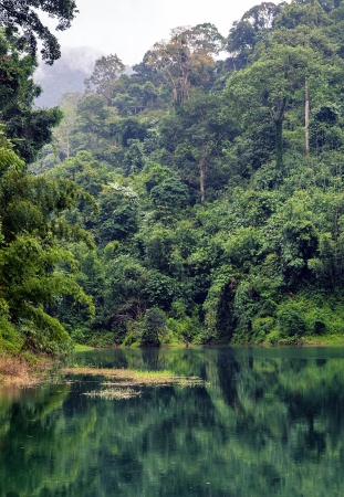 Rainforestの写真素材