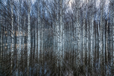 Spring flooding in the birch forestの写真素材