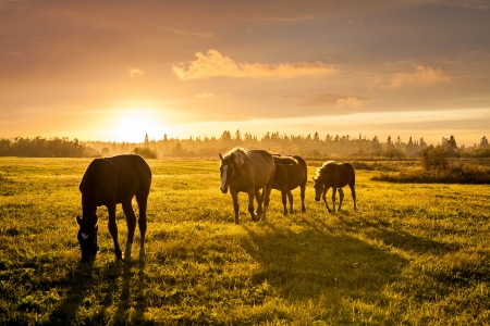 Rural landscape with grazing horses on pasture at sunsetの写真素材