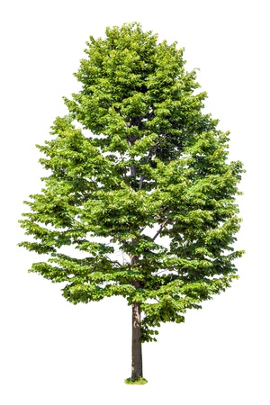 Deciduous tree linden isolated on white backgroundの写真素材