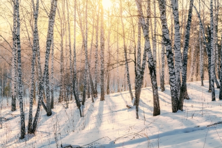Sunset in winter forestの写真素材