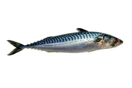 Fresh mackerel fish isolated on white backgroundの写真素材