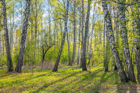 Spring in birch grove.の写真素材