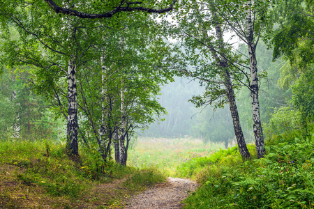 Landscape with fog.の写真素材