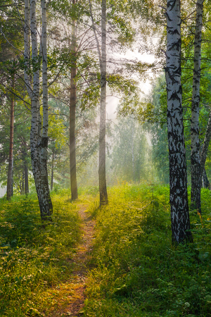 The evening in the Siberian taigaの写真素材