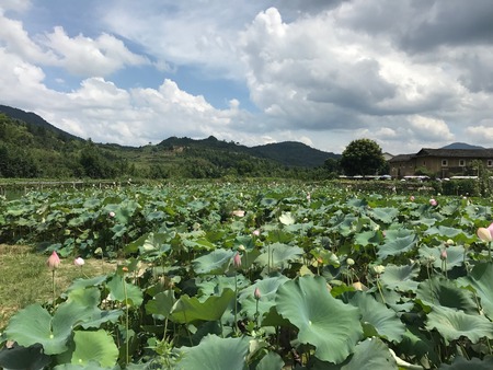 Lotus plants in countrysideの写真素材