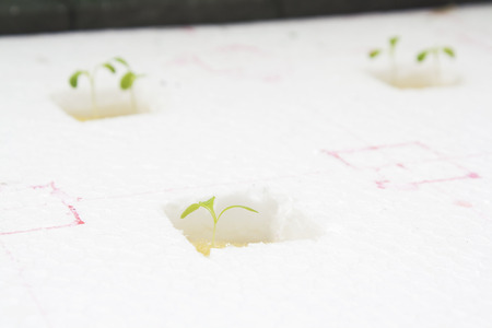 redoak hydroponic systemの写真素材