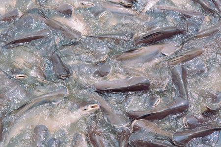 Iridescent shark or Catfish in the river snatch to feed.