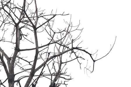 Dead tree isolated on white backgroundの写真素材