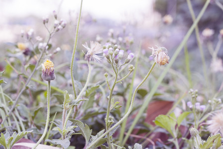 purple tone of flower , blur backgroundの写真素材