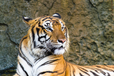 The tiger is concentrating to the source of sound