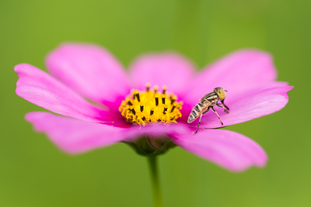 Close up of little bee on cosmos leafの写真素材