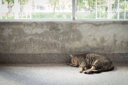 A cat is asleep next to the windowsの写真素材