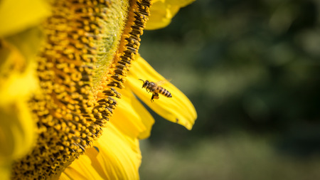A little bee flying to sunflowerの写真素材