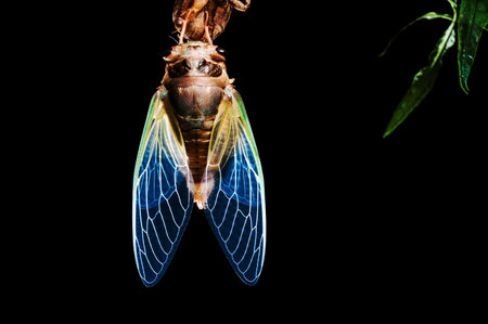 Cicadaの写真素材